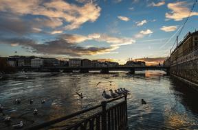 birds in a river in Geneva, Switzerland