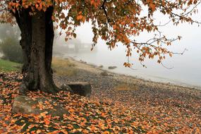 tree in foggy autumn morning