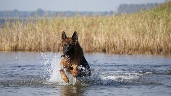 shepherd dog running in the water