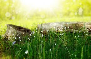 flowers in green grass in summer