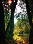 splendid Evening Park Bench