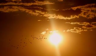 flock of birds in the beautiful evening sky