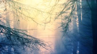 bridge in the forest in dense fog