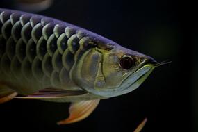 Asian Dragon fish