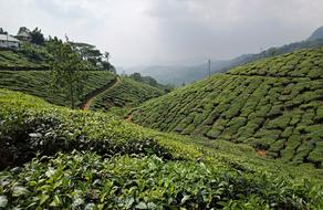 green tea plantations on the hills in India