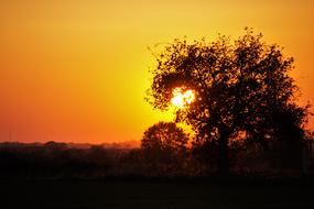 enchanting Sunset Trees Silhouette