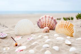 multi-colored shells on the warm sand on the beach