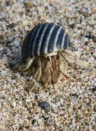 striped hermit crab on the beach