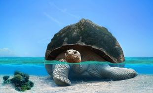 tortoise in sea water