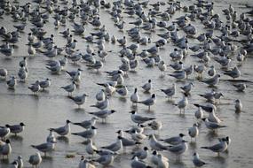 wonderful Seagulls Flock