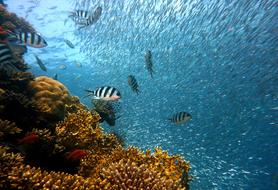 Beautiful and colorful, patterned fish, diving underwater, with the colorful coral reef