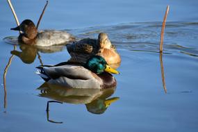 a family of wild ducks swims near the lake