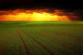 panorama of green arable field against orange sky