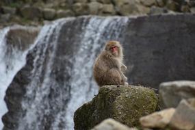 baby monkey near the waterfall