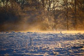 morning fog over the winter field