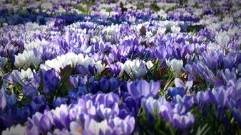 glade with blue crocuses close-up