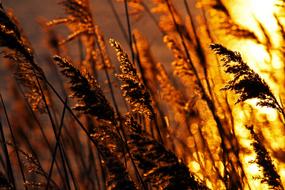 evening sky in silhouettes of reed