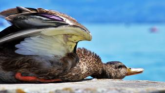 wonderful Summer Rest Duck