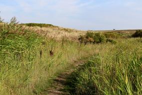 distant view of the Langeoog dune