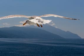 seabird in flight over the coast