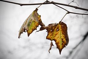 Close-up of the colorful, beautiful, dried leaves on the branches, in the winter, at blurred background