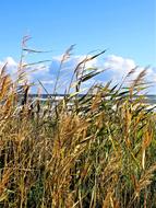 Beautiful landscape with the colorful plants on the shore of the Baltic Sea, at blue sky with white clouds
