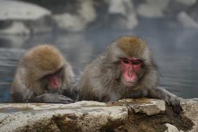 incredible Monkey Baby