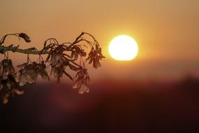 enchanting Sundown Tree