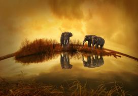 splendid Thailand Elephant