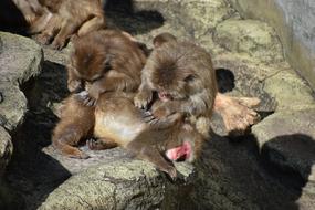 Japanese macaques on a stone at the zoo