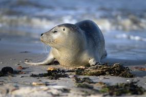 Seal Robbe North Sea
