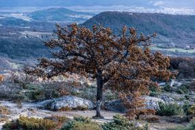 frosted tree in Beautiful Landscape at fall, france, provence