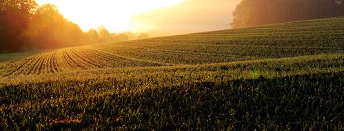 foggy Sunrise over green Field