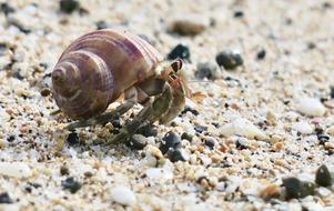 Close-up of the colorful hermit crab, on the colorful stone