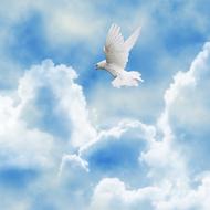 Beautiful white bird flying among the white clouds in the blue sky