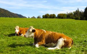 resting farm cows in countryside