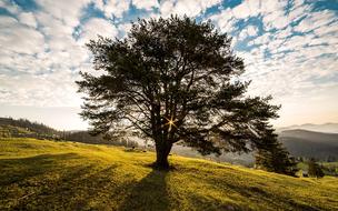 lonely wide Tree on hill side at scenic Dawn, romania, campulung