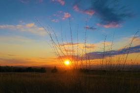 amazing Herbs Sunset