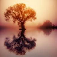 Tree Silhouette at Dawn