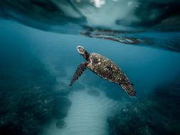 turtle as a diver