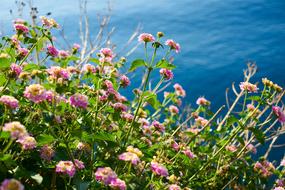 amazing Flowers Leaves Nature
