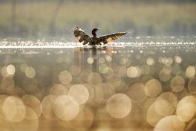 wonderful Bird Duck Wings