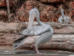 portrait of the Pelican bird in the Wildlife