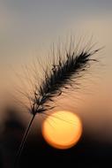 incredible Blade Of Grass