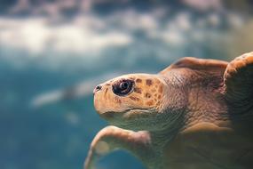 sea turtle in water close up