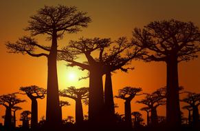 Silhouettes of the beautiful Adansonia trees in Africa, at colorful and beautiful sunset in the sky