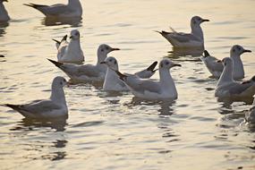 amazing Birds Flock Seagulls