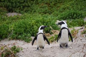 Two penguins on the beach in South Africa