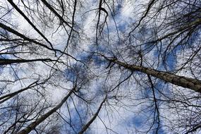 Bottom view of the trees, with the branches, under the blue sky with white clouds