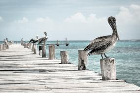 pelicans on the pier
